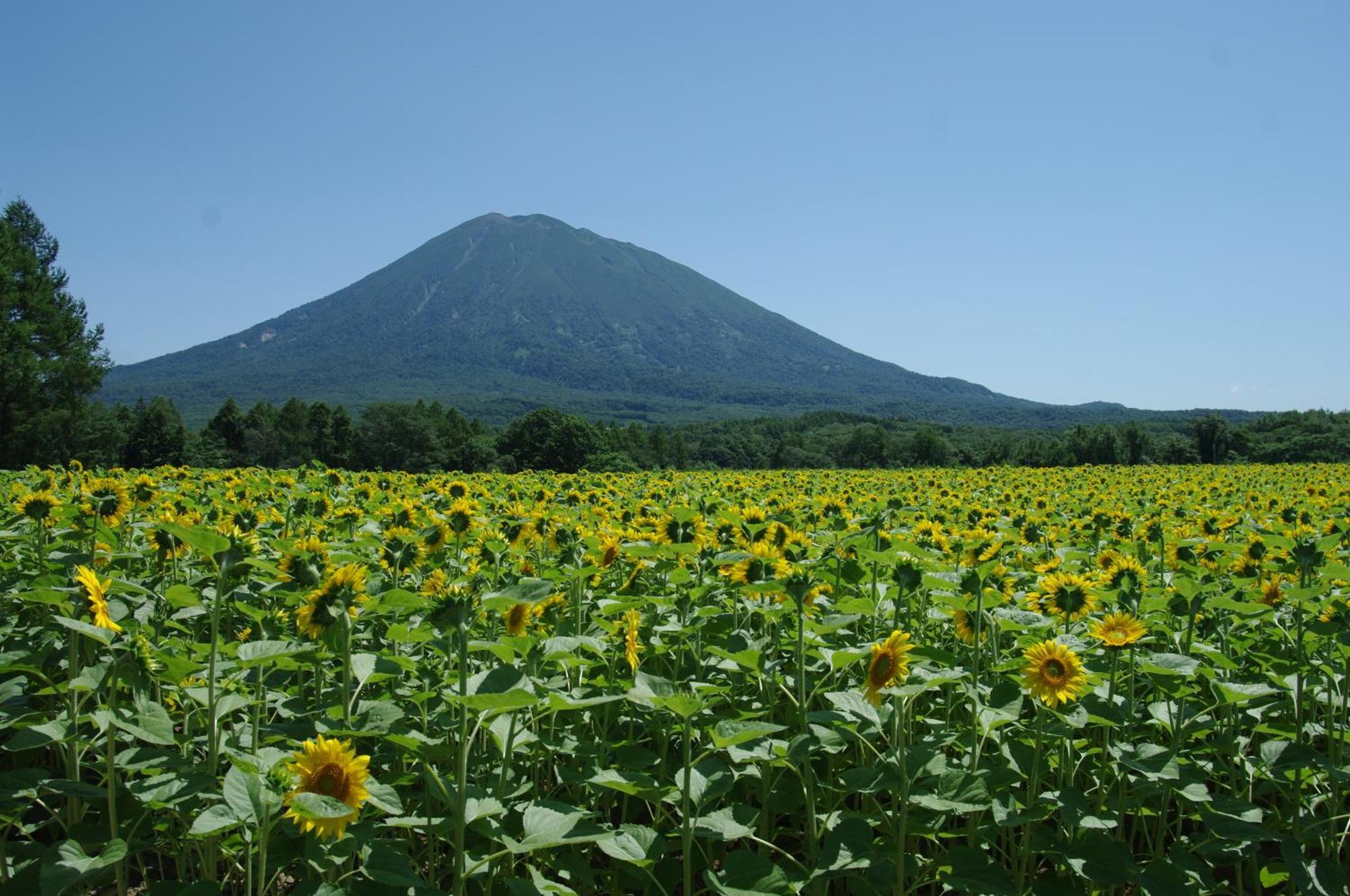 Willa Niseko Izumikyo Kutchan Zewnętrze zdjęcie
